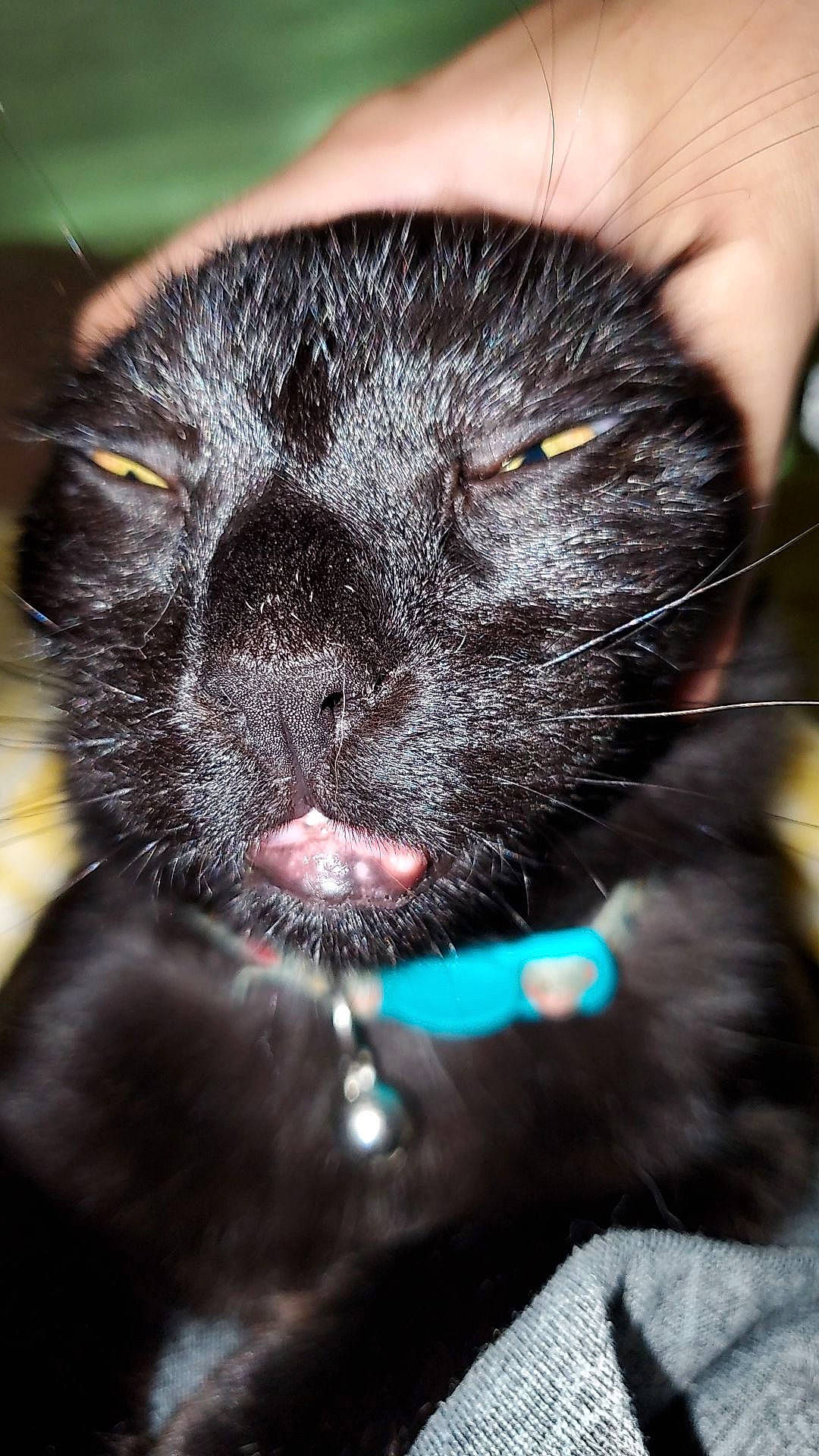 Chaos joined the competition — help win amazing prizes! black_cat, bombay, carnivore, cat, claw, close_up, collar, domestic_short_haired_cat, ear, eye, felidae, fur, hair, head, human_body, mammal, small_to_medium_sized_cats, snout, terrestrial_animal, whiskers