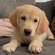 Lou participe au concours pour gagner de l'argent avec cette photo : puppy, golden_retriever, dog, cute, pet, animal, indoor, couch, sofa, paws, fur, ears, nose, closeup, relaxed, home, cozy, domestic_animal, portrait, young