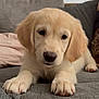 puppy, golden_retriever, dog, cute, pet, animal, indoor, couch, sofa, paws, fur, ears, nose, closeup, relaxed, home, cozy, domestic_animal, portrait, young