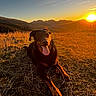 adventure, animal, black_dog, dog, golden_hour, grass, hiking, landscape, meadow, mountain_range, mountains, nature, outdoor, pet, portrait, sitting, sunlight, sunrise, sunset, tongue_out