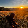 adventure, backlighting, canine, dog, golden_hour, grass, hiking, landscape, meadow, mountain, mountainscape, nature, outdoor, scenic, silhouette, sky, sun, sunset, valley, wilderness