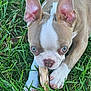 Willow joined the competition — help win amazing prizes! animal, brown, chewing, close_up, cute, dog, ears, focus, fur, grass, nature, nose, outdoor, paws, pet, playful, puppy, stick, white, young