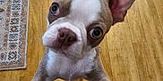Willow is registered to the contest to win money with this photo: animal, boston_terrier, brown, canine, close_up, curious, cute, dog, ear, flooring, indoor, looking_up, patterned_rug, paw, pet, puppy, white, wide_eyes, wooden_floor, young