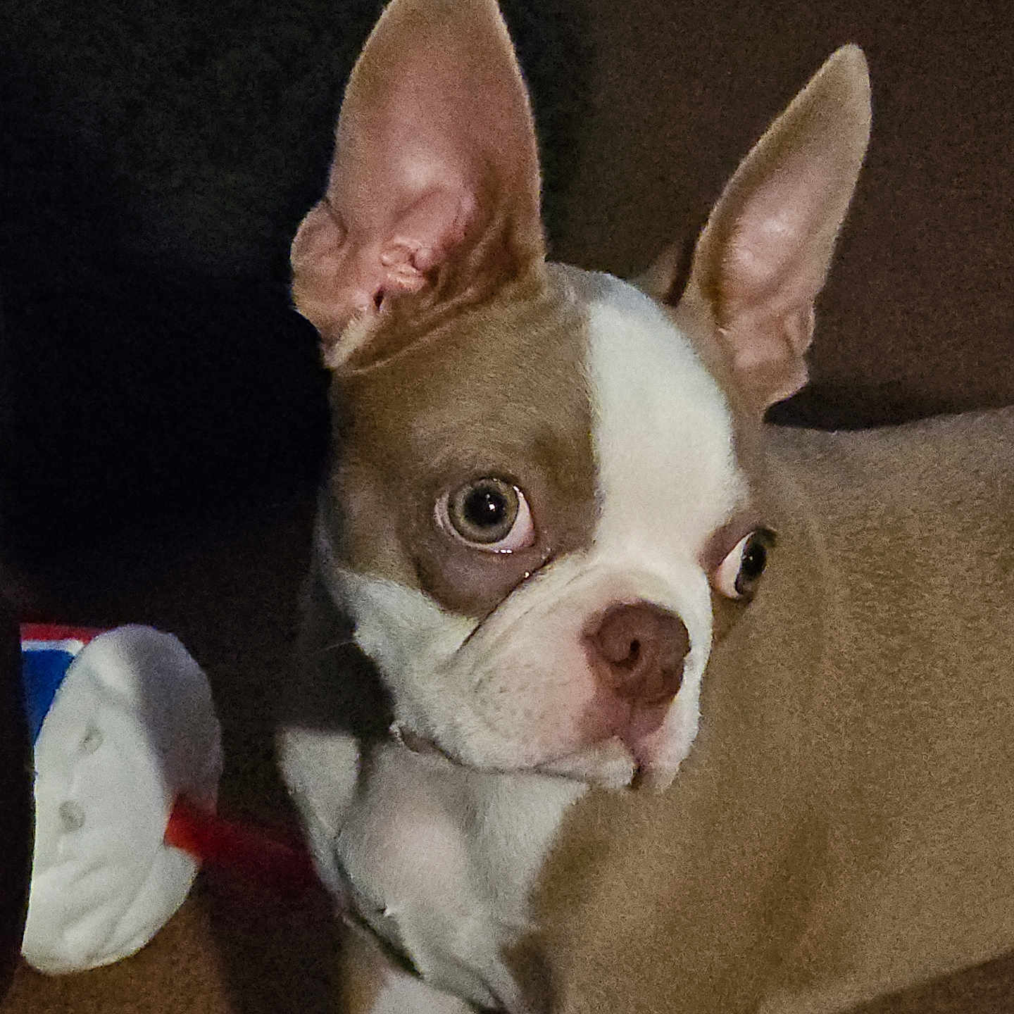 Willow joined the competition — help win amazing prizes! alert, animal, boston_terrier, brown, closeup, companion, curious, cute, dog, domestic, ears, face, fur, indoor, mammal, pet, playful, portrait, toy, white