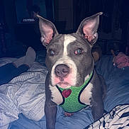 Stormy is registered to the contest to win money with this photo: dog, pit_bull, pet, animal, portrait, sitting, bed, bedroom, harness, green_harness, collar_tag, floppy_ears, large_ears, white_markings, gray_fur, brown_eyes, flash_photography, indoor, bedding, cute