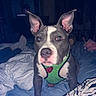dog, pit_bull, pet, animal, portrait, sitting, bed, bedroom, harness, green_harness, collar_tag, floppy_ears, large_ears, white_markings, gray_fur, brown_eyes, flash_photography, indoor, bedding, cute