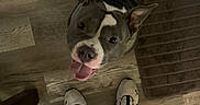 Stormy joined the competition — help win amazing prizes! dog, pit_bull, gray_and_white, pet, animal, tongue_out, happy, looking_up, indoors, wood_floor, rug, sneakers, human, feet, overhead_view, home, collar, harness, portrait, playful