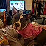 dog, pit_bull, pet, pink_clothing, shirt, bed, bedroom, indoors, portrait, close_up, upright, sitting, short_hair, brown_and_white, pointed_ears, snout, eyes, home, television, clutter
