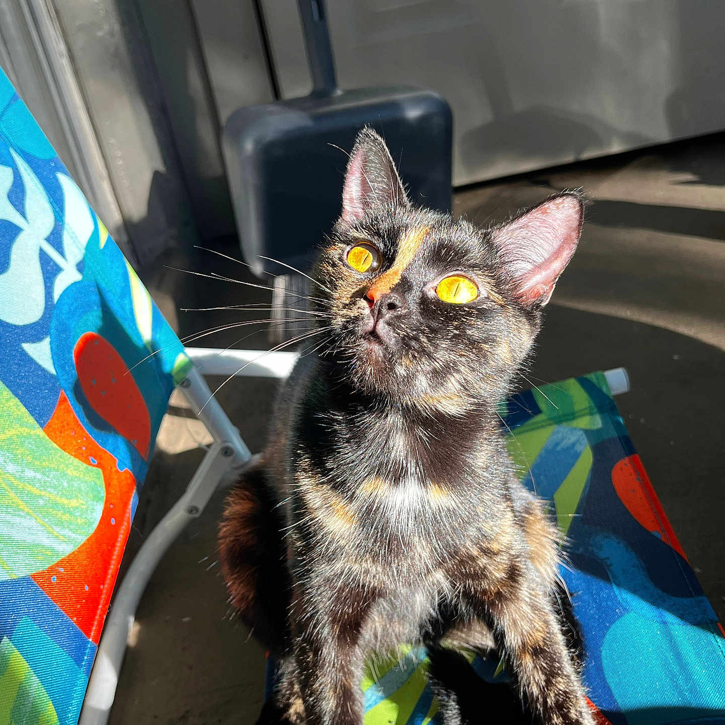 Mochi