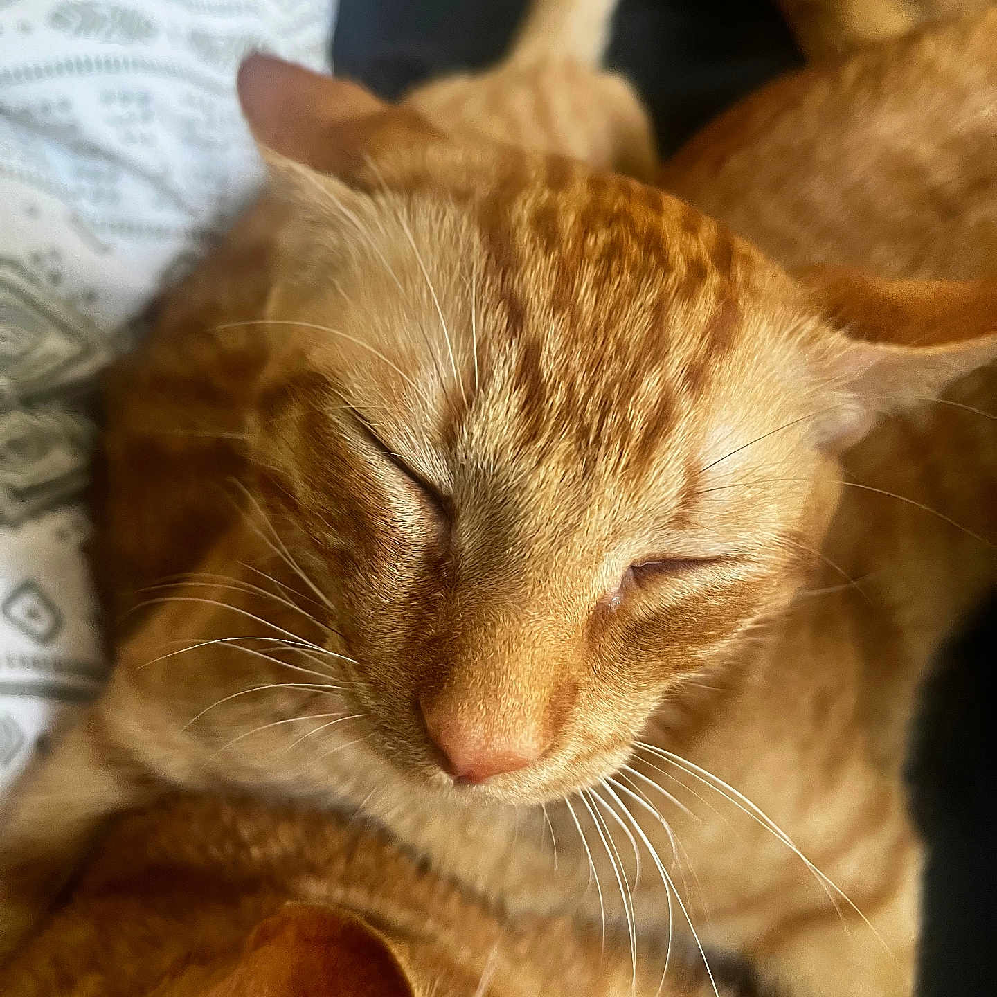 Biscuit