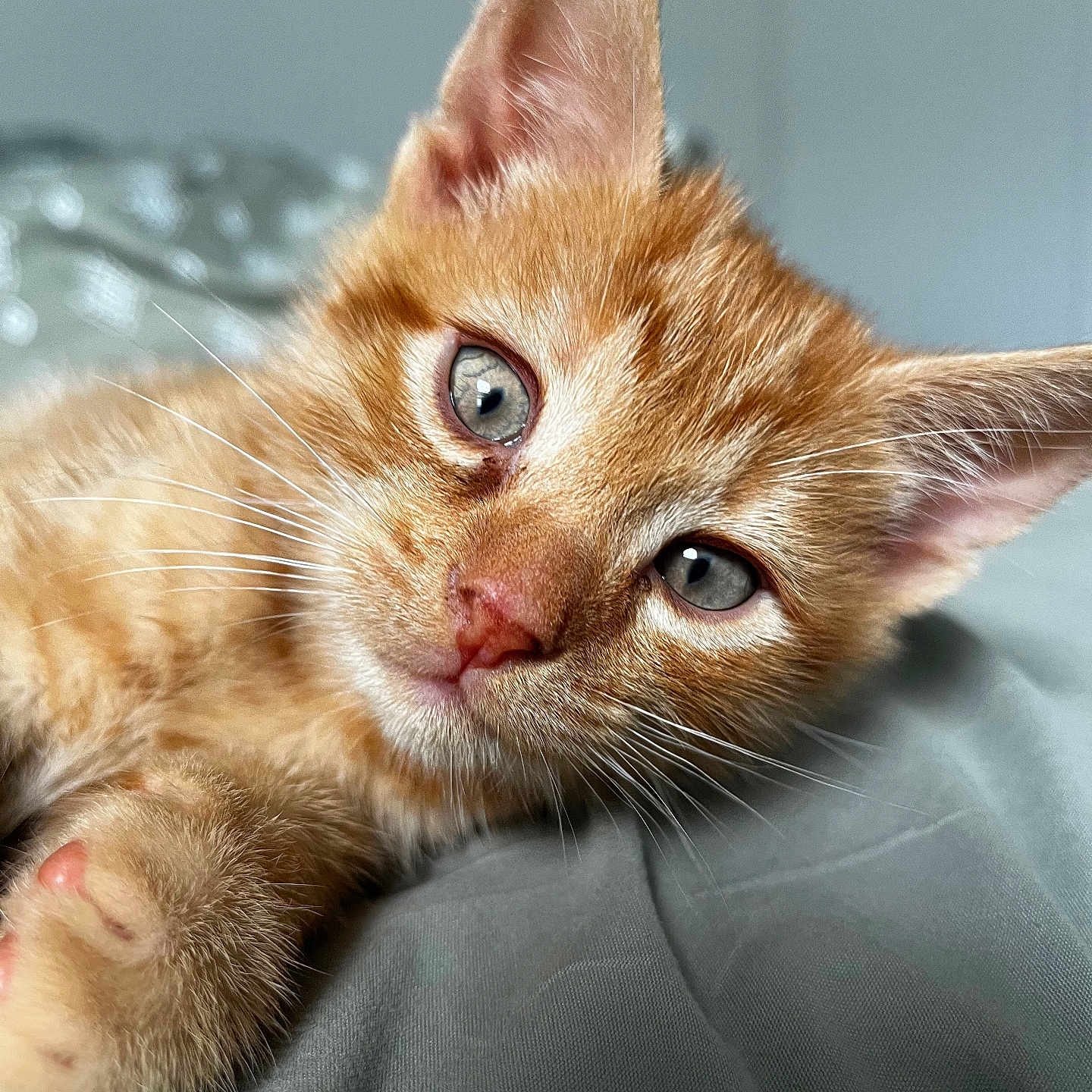Pancakes joined the competition — help win amazing prizes! abyssinian, angora, animal, cat, kitten, manx, pet, siamese