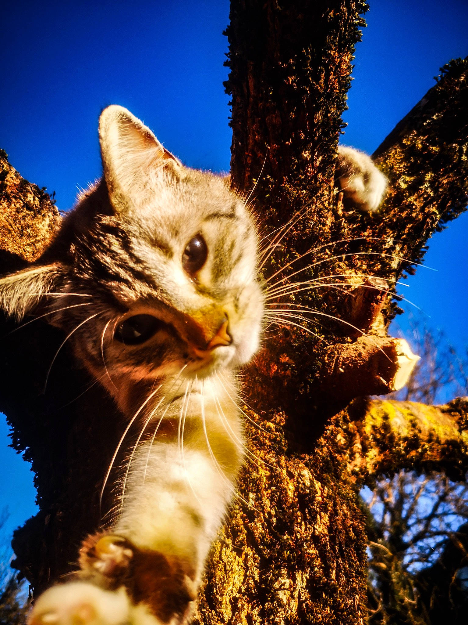 Maggy participe au concours pour gagner de l'argent avec cette photo : branch, carnivore, cat, domestic_short_haired_cat, electric_blue, fawn, felidae, fur, grass, plant, sky, small_to_medium_sized_cats, snout, terrestrial_animal, tree, trunk, twig, whiskers, wildlife, wood