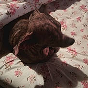 Peanut joined the competition — help win amazing prizes! dog, pet, bed, floral_pattern, blanket, shadow, indoor, sleeping, cozy, animal, brown, fur, ears, snout, resting, comfort, home, soft, textile, closeup