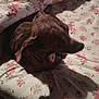 dog, pet, bed, floral_pattern, blanket, shadow, indoor, sleeping, cozy, animal, brown, fur, ears, snout, resting, comfort, home, soft, textile, closeup
