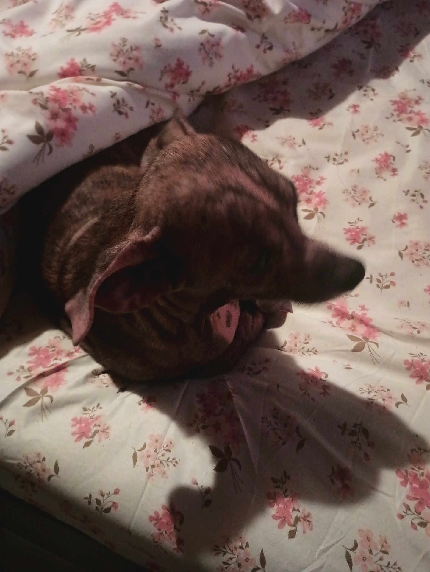 Peanut joined the competition — help win amazing prizes! dog, pet, bed, floral_pattern, blanket, shadow, indoor, sleeping, cozy, animal, brown, fur, ears, snout, resting, comfort, home, soft, textile, closeup