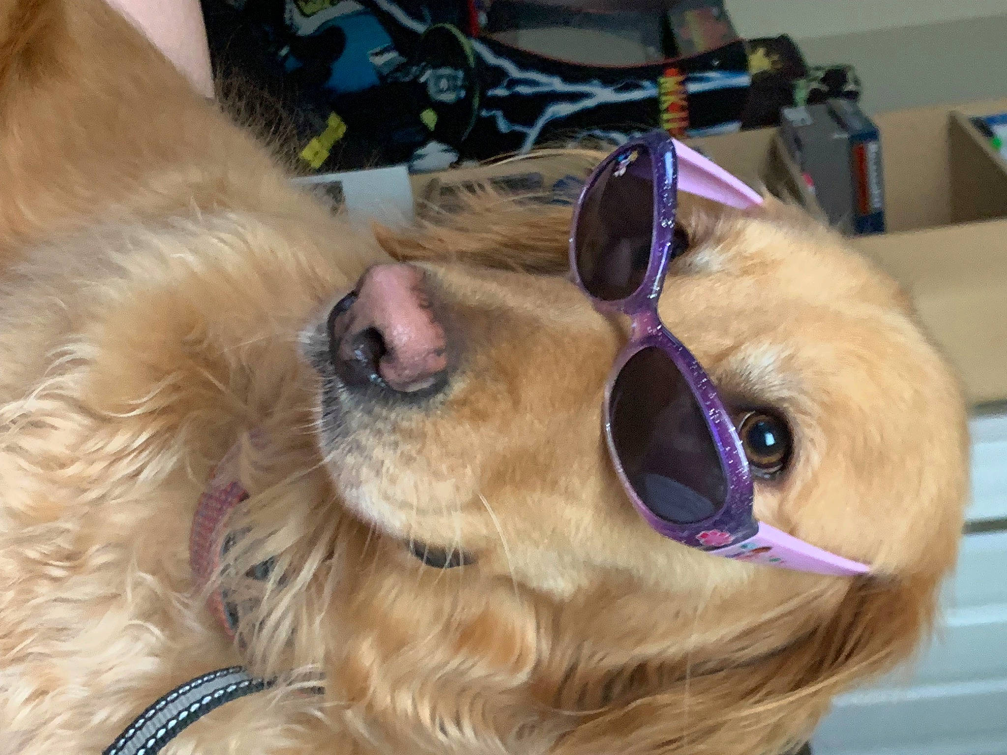 Deejay is registered to the contest to win money with this photo: carnivore, collar, companion_dog, dog, dog_breed, dog_collar, ear, eyewear, fawn, glasses, goggles, head, liver, pet_supply, smile, snout, sporting_group, sunglasses, vision_care, whiskers