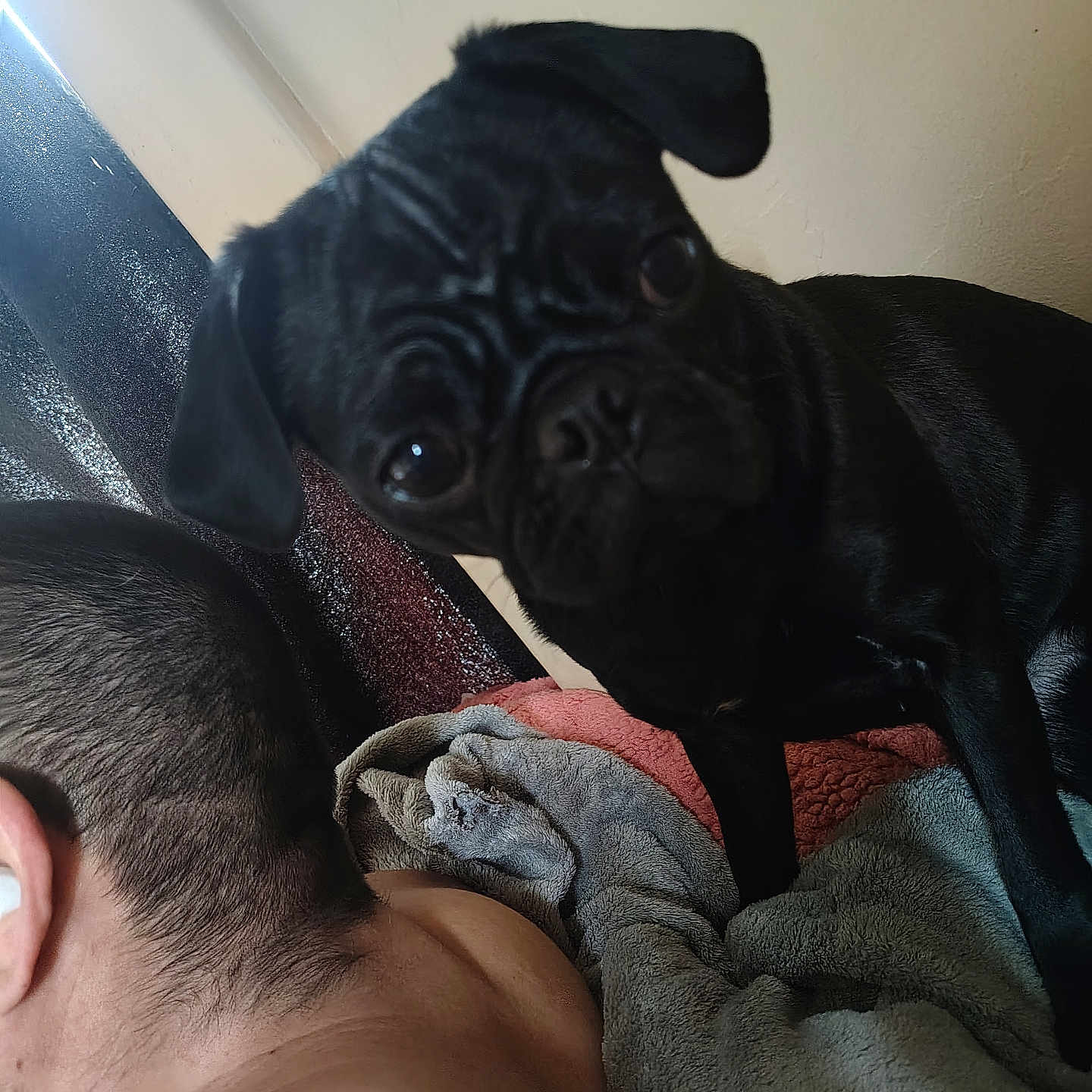 Penelope