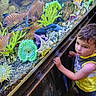 child, toddler, aquarium, fish, starfish, sea_anemone, glass, wooden_barrier, yellow_tank_top, curious, underwater, marine_life, rocks, colorful, indoor, young_child, short_hair, exploring, nature, water