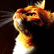 Guizmo a rejoint le concours — aidez-le/la à gagner de superbes lots ! cat, ginger_cat, close_up, whiskers, orange_fur, animal, pet, portrait, looking_up, dramatic_lighting, dark_background, feline, face, ears, nose, eye, fur, cute, domestic_cat, mammal