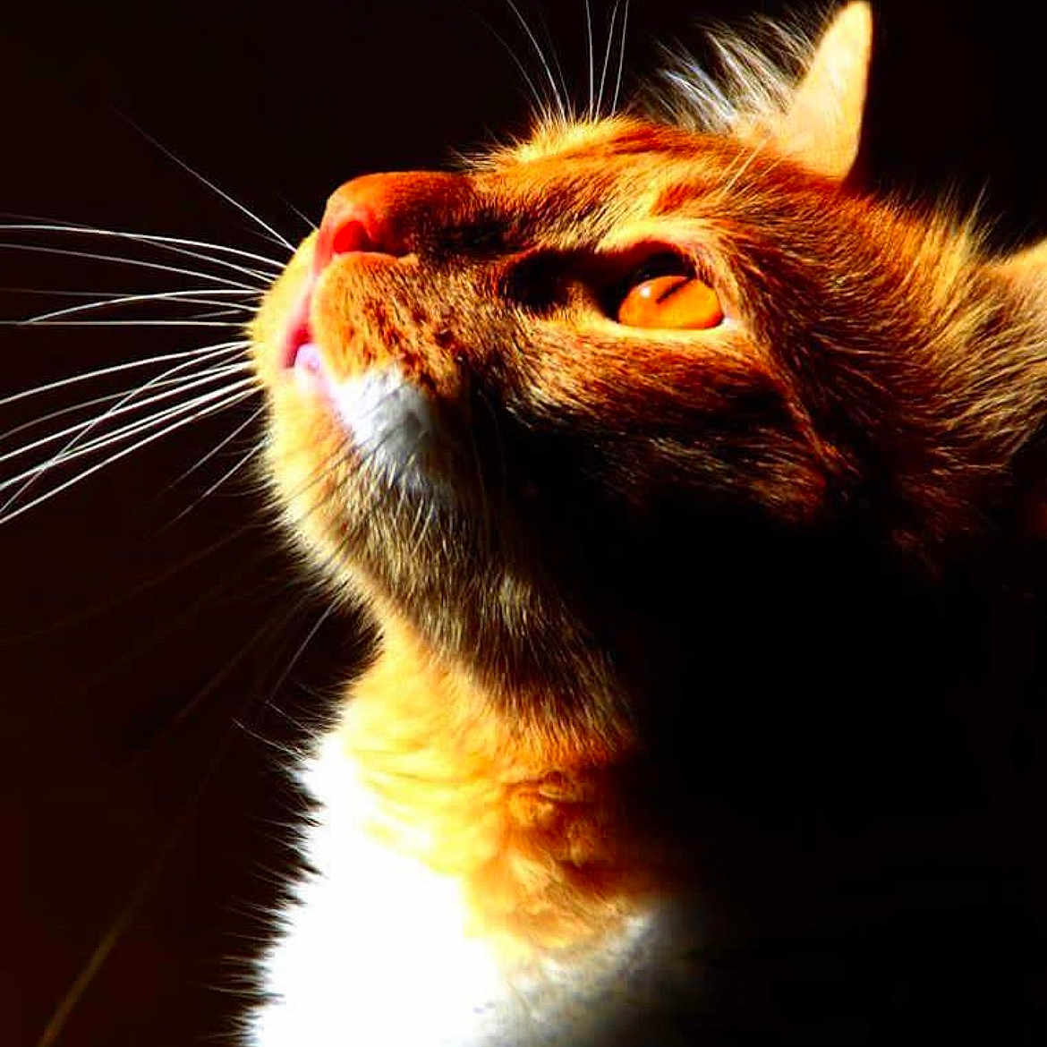 Guizmo a rejoint le concours — aidez-le/la à gagner de superbes lots ! animal, cat, close_up, cute, dark_background, domestic_cat, dramatic_lighting, ears, eye, face, feline, fur, ginger_cat, looking_up, mammal, nose, orange_fur, pet, portrait, whiskers