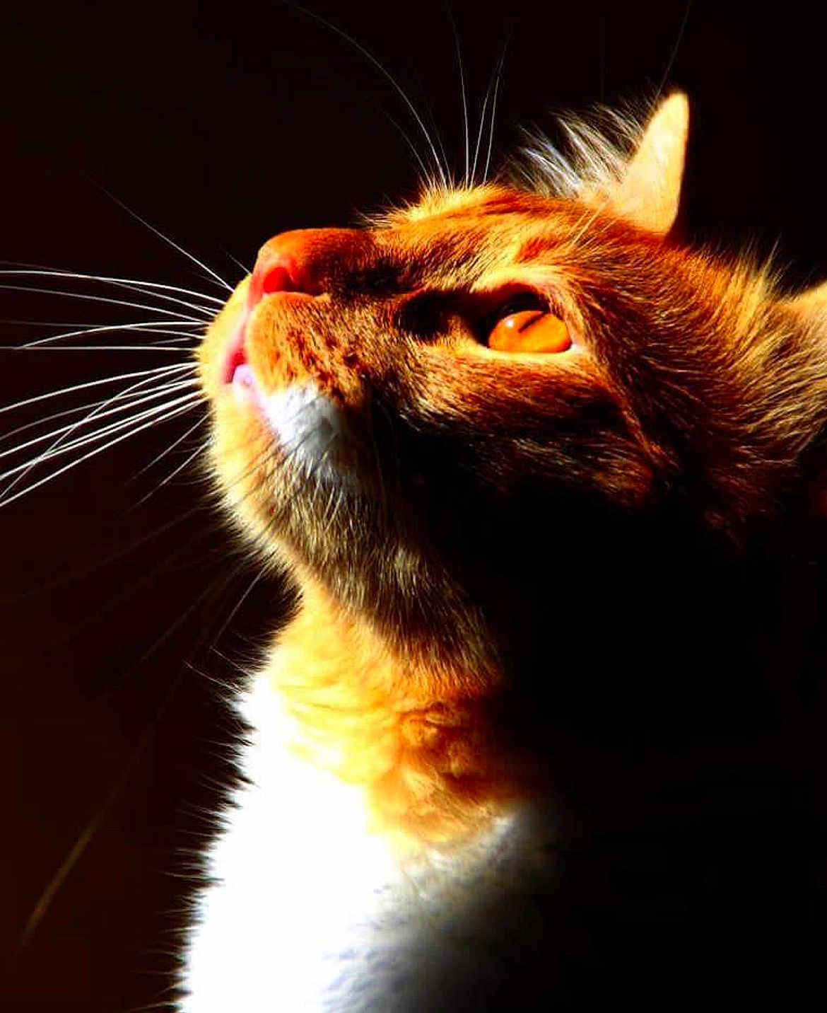 Guizmo a rejoint le concours — aidez-le/la à gagner de superbes lots ! cat, ginger_cat, close_up, whiskers, orange_fur, animal, pet, portrait, looking_up, dramatic_lighting, dark_background, feline, face, ears, nose, eye, fur, cute, domestic_cat, mammal