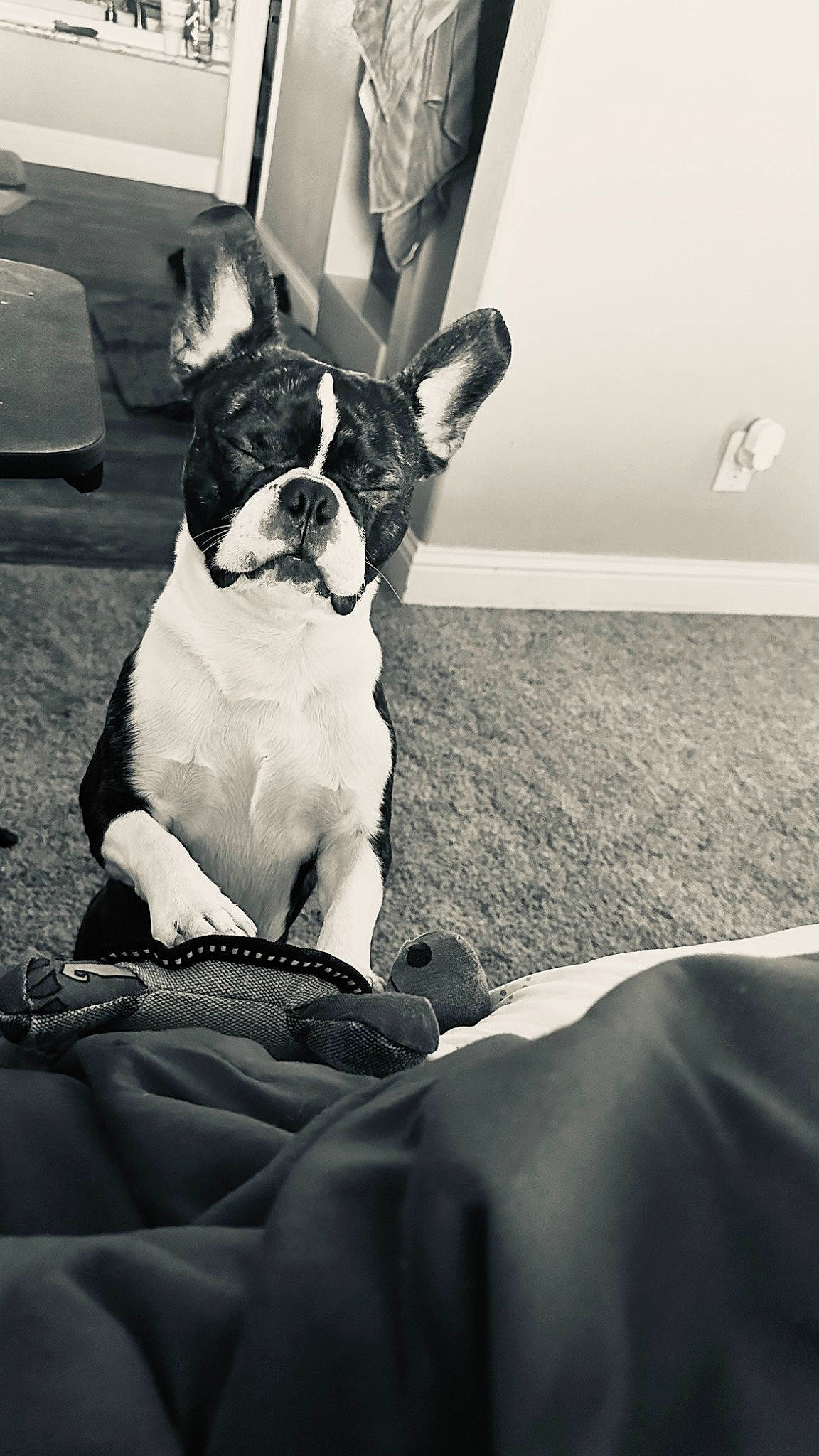 Charlie is registered to the contest to win money with this photo: black, black_and_white, bulldog, carnivore, comfort, companion_dog, dog, dog_breed, fawn, flash_photography, monochrome, monochrome_photography, photograph, snapshot, snout, style, toy_dog, whiskers, white, working_animal