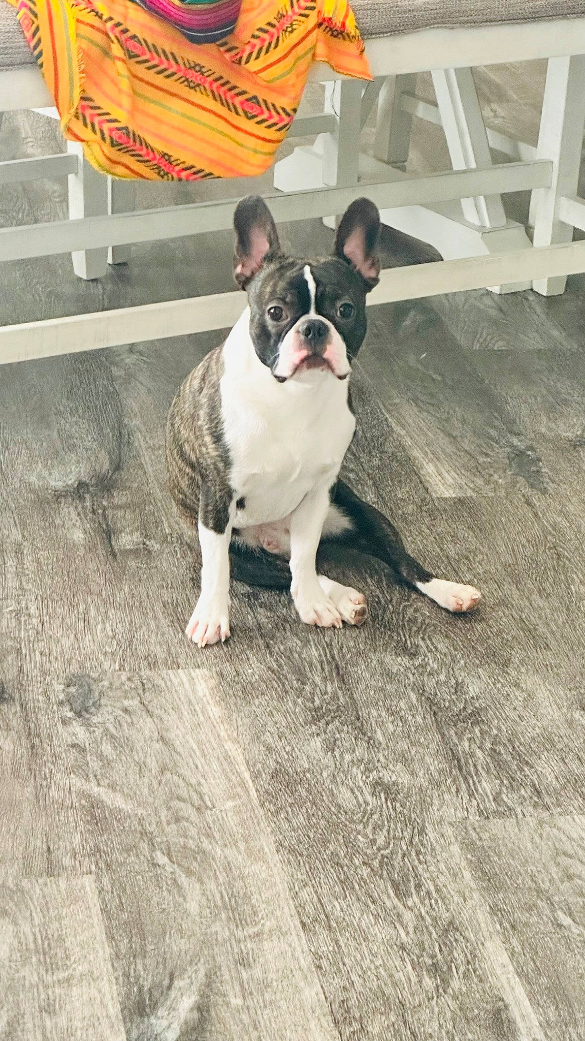 Charlie is registered to the contest to win money with this photo: bulldog, canidae, carnivore, companion_dog, dog, dog_breed, fawn, flooring, flowerpot, french_bulldog, fur, grass, molosser, road_surface, snout, sporting_group, toy_dog, whiskers, wood, working_animal