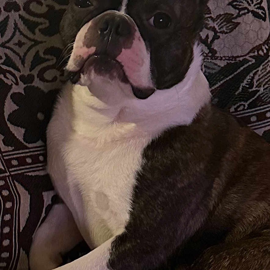 Charlie joined the competition — help win amazing prizes! animal, armchair, bostonbull, boxer, bulldog, canine, chair, couch, dog, frenchbulldog, furniture, pet, pitbull, puppy