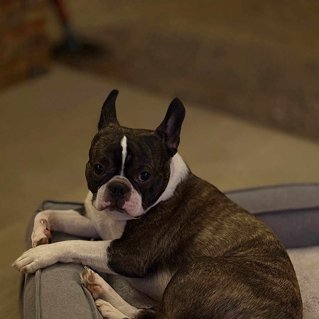 Charlie is registered to the contest to win money with this photo: animal, bostonbull, boxer, bulldog, canine, couch, dog, frenchbulldog, furniture, pet, pitbull, puppy
