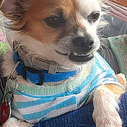 George joined the competition — help win amazing prizes! dog, small_dog, pet, cute, smiling, sweater, blue, white, striped, collar, indoor, blanket, cozy, fur, paw, face, ears, animal, resting, closeup