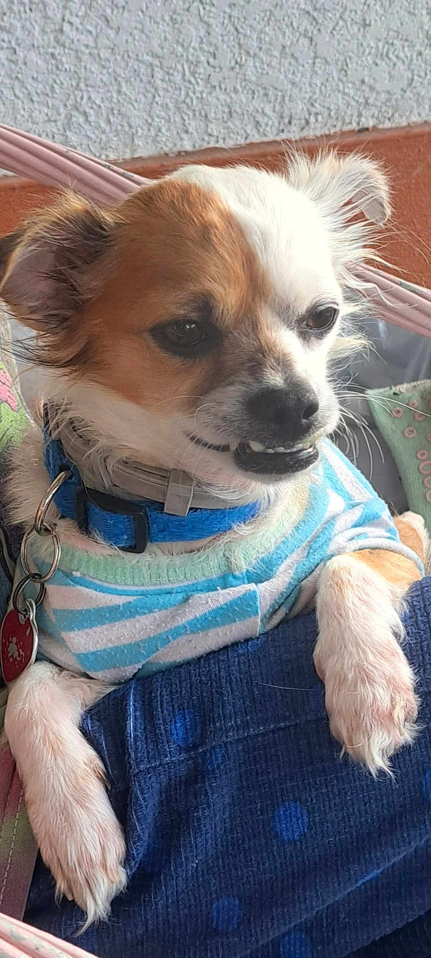 George joined the competition — help win amazing prizes! dog, small_dog, pet, cute, smiling, sweater, blue, white, striped, collar, indoor, blanket, cozy, fur, paw, face, ears, animal, resting, closeup