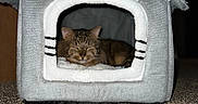 Calub joined the competition — help win amazing prizes! animal, carpet, cat, comfort, cozy, cute, domestic, furniture, gray, heart, home, indoor, pet_house, plush, quiet, relaxing, resting, sleeping, soft, tabby