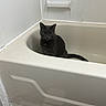 George Costanza is registered to the contest to win money with this photo: cat, bathtub, gray_cat, indoor, pet, animal, quiet, bathroom, tile_floor, white_walls, household, sitting, alone, fur, domestic_animal, looking, still_life, calm, clean, corner