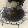 George Costanza is registered to the contest to win money with this photo: cat, gray_cat, pet_bed, snoopy_pattern, floor_tiles, indoor, feline, resting, looking_at_camera, paw_up, cozy, cute, domestic_animal, animal, fur, whiskers, ears, relaxed, home, black_garment