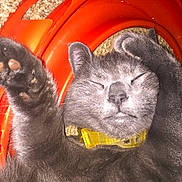 George Costanza is registered to the contest to win money with this photo: cat, gray_cat, sleeping, pet, indoor, carpet, toy, orange_toy, collar, fur, paw, whiskers, relaxing, cute, mammal, domestic_animal, closeup, resting, feline, animal