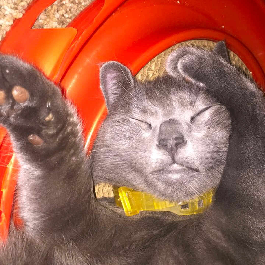 George Costanza is registered to the contest to win money with this photo: cat, gray_cat, sleeping, pet, indoor, carpet, toy, orange_toy, collar, fur, paw, whiskers, relaxing, cute, mammal, domestic_animal, closeup, resting, feline, animal