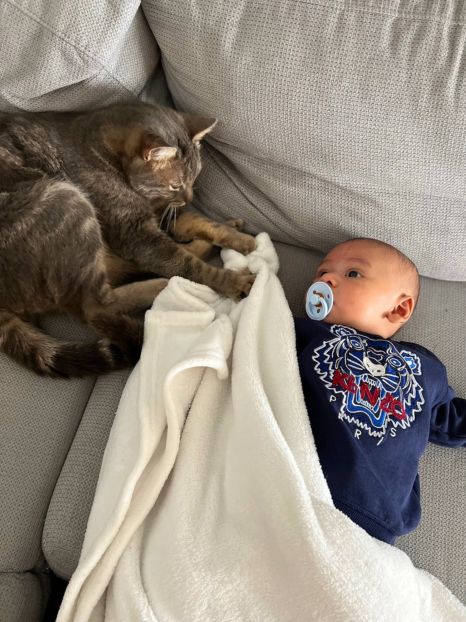 Milann a rejoint le concours — aidez-le/la à gagner de superbes lots ! baby, baby_toddler_clothing, cap, carnivore, cat, comfort, doll, felidae, fur, grey, linens, luggage_and_bags, mammal, person, sitting, skin, sleeve, small_to_medium_sized_cats, textile, vertebrate