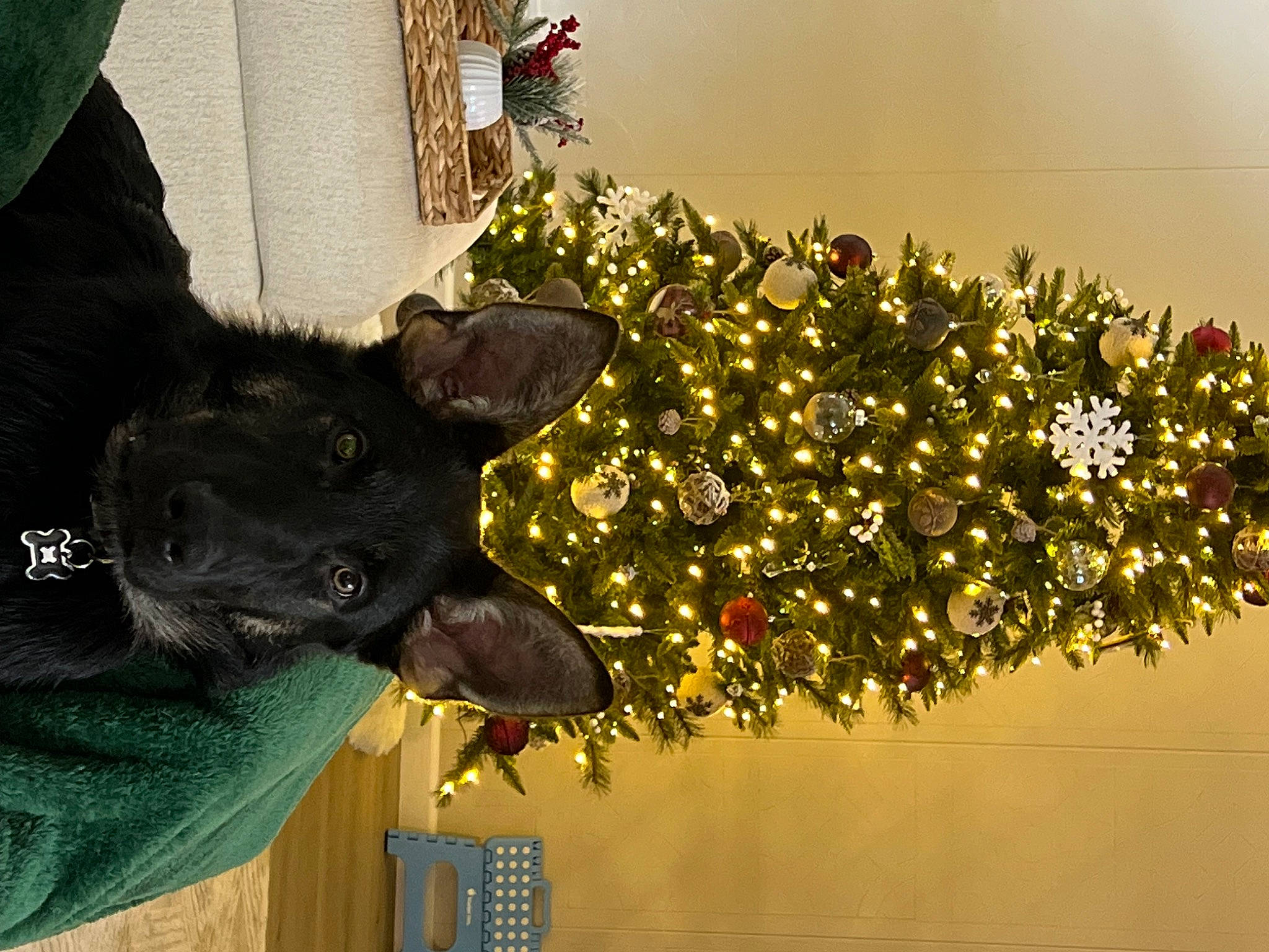 Sirius joined the competition — help win amazing prizes! carnivore, christmas, christmas_decoration, christmas_ornament, christmas_tree, collar, companion_dog, dog, dog_breed, event, fawn, flowerpot, holiday_ornament, houseplant, ornament, plant, snout, tail, tree, working_animal