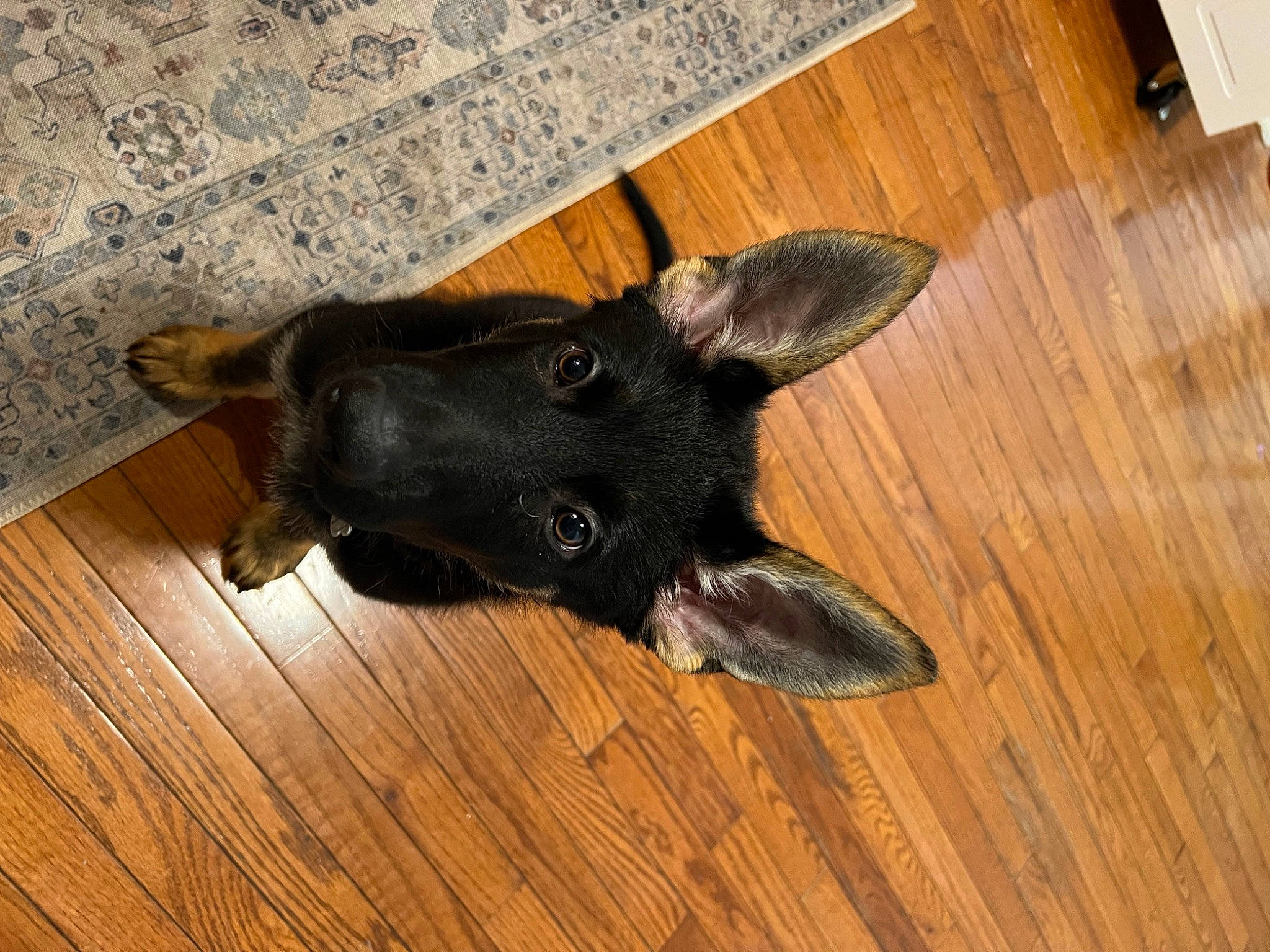 Sirius joined the competition — help win amazing prizes! canidae, carnivore, companion_dog, dog, dog_breed, fawn, floor, flooring, hardwood, laminate_flooring, plank, snout, sporting_group, tail, varnish, whiskers, wood, wood_flooring, wood_stain, working_animal