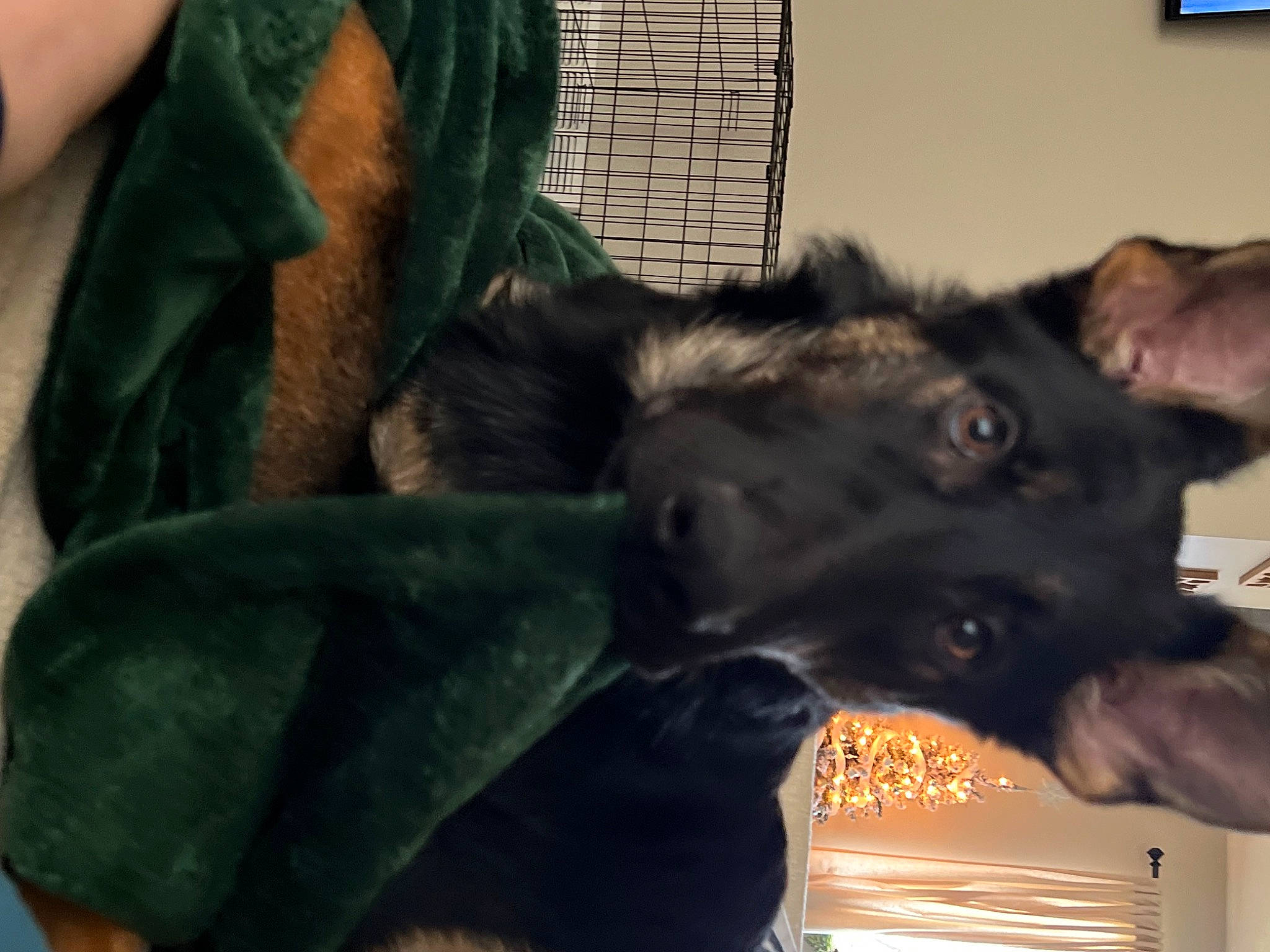 Sirius joined the competition — help win amazing prizes! borador, canidae, carnivore, companion_dog, dog, dog_breed, ear, felidae, fur, guard_dog, jaw, natural_material, non_sporting_group, snout, sporting_group, terrestrial_animal, whiskers, working_animal