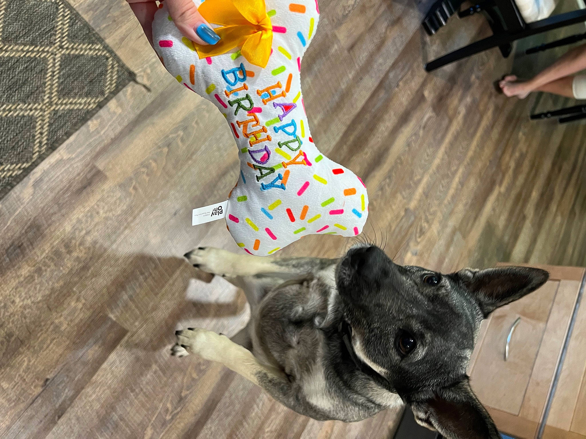 Gia joined the competition — help win amazing prizes! carnivore, chair, companion_dog, dog, dog_breed, dog_supply, fawn, flooring, fur, hardwood, mesh, pattern, pet_supply, snout, sporting_group, tail, terrestrial_animal, visual_arts, wood, working_animal