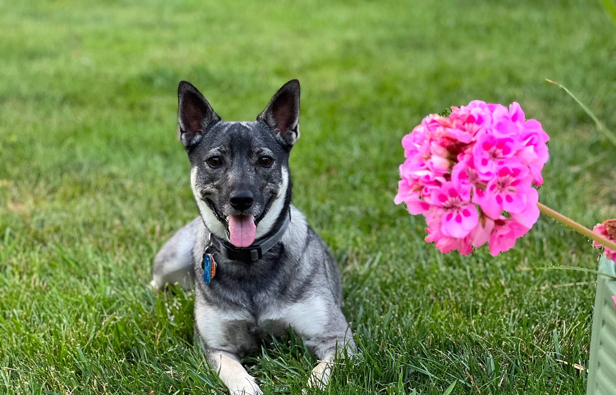 Gia is registered to the contest to win money with this photo: annual_plant, australian_cattle_dog, australian_stumpy_tail_cattle_dog, canidae, carnivore, collar, companion_dog, dog, dog_breed, flower, grass, herbaceous_plant, herding_dog, lawn, leash, petal, plant, recreation, snout, sporting_group