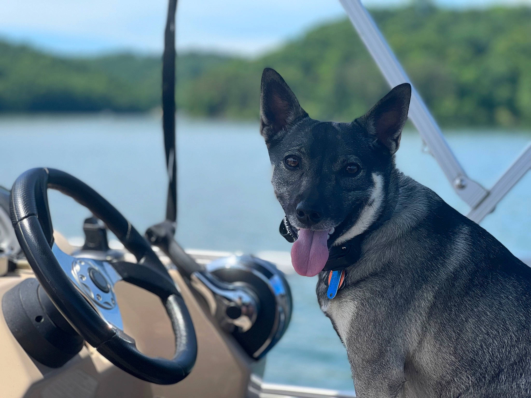 Gia is registered to the contest to win money with this photo: automotive_mirror, automotive_wheel_system, car, carnivore, collar, dog, dog_breed, dog_collar, hood, lake, motor_vehicle, personal_luxury_car, sky, snout, sporting_group, steering_wheel, vehicle, vehicle_door, water, wheel