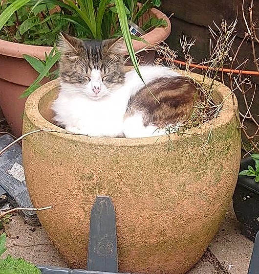 Skittles joined the competition — help win amazing prizes! automotive_tire, basket, bird_bath, carnivore, cat, cat_supply, domestic_short_haired_cat, fawn, felidae, flowerpot, grass, houseplant, pet_supply, plant, small_to_medium_sized_cats, tail, tire, water_feature, whiskers, wood