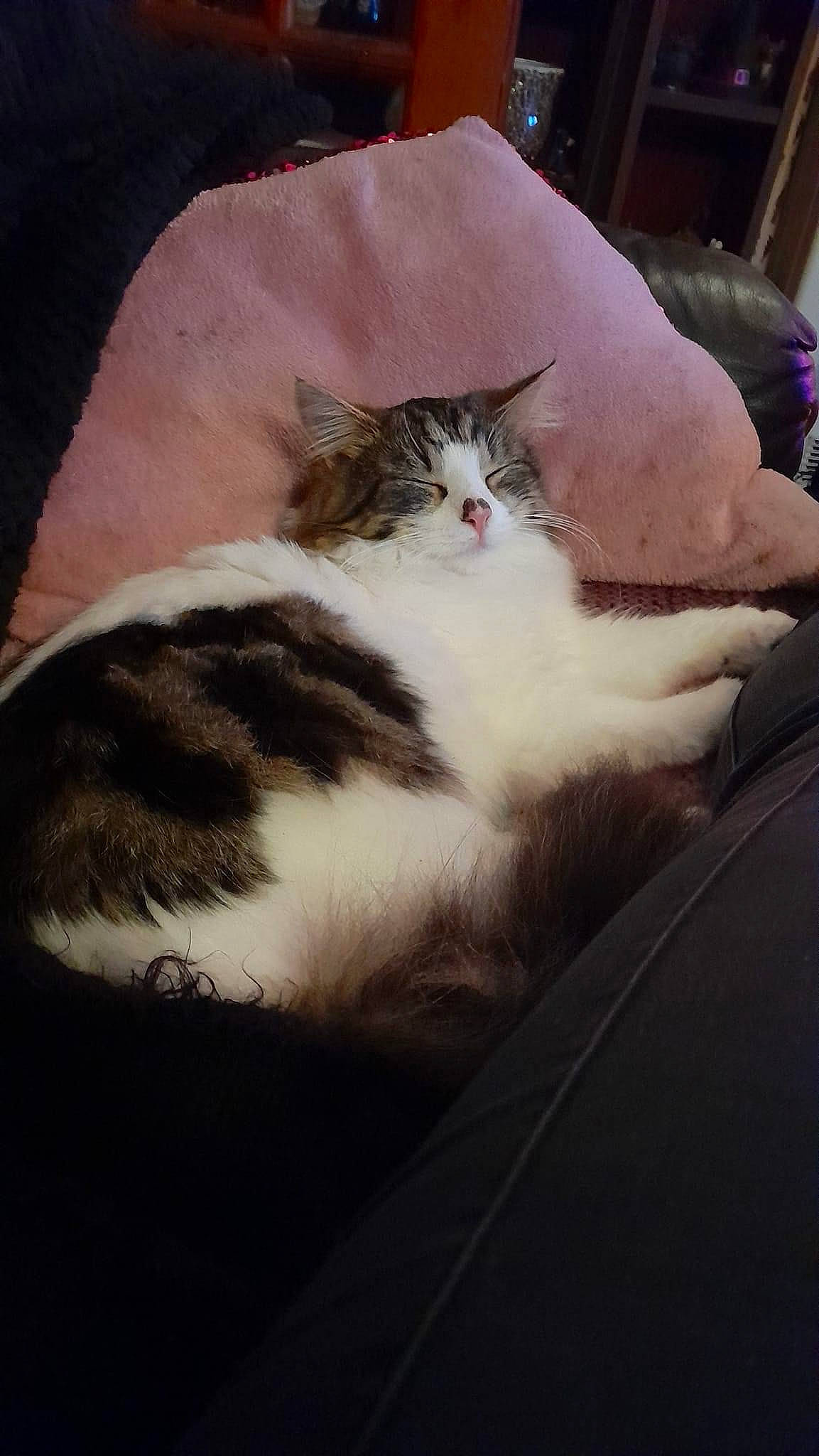 Skittles joined the competition — help win amazing prizes! box, carnivore, cat, claw, comfort, domestic_short_haired_cat, eye, felidae, foot, fur, hardwood, lap, leg, paw, sitting, small_to_medium_sized_cats, snout, tail, whiskers, wood