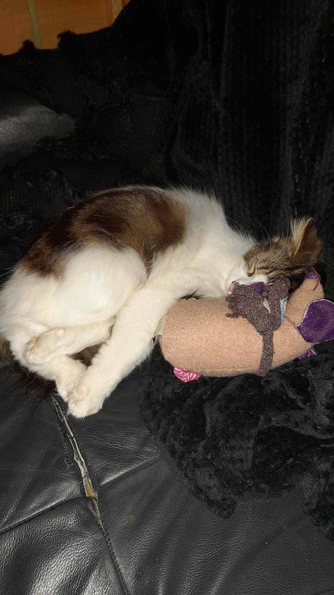 Skittles is registered to the contest to win money with this photo: canidae, carnivore, cat, claw, cloud, comfort, companion_dog, dog_breed, domestic_short_haired_cat, fawn, felidae, fur, lap, linens, nap, paw, small_to_medium_sized_cats, sporting_group, tail, whiskers