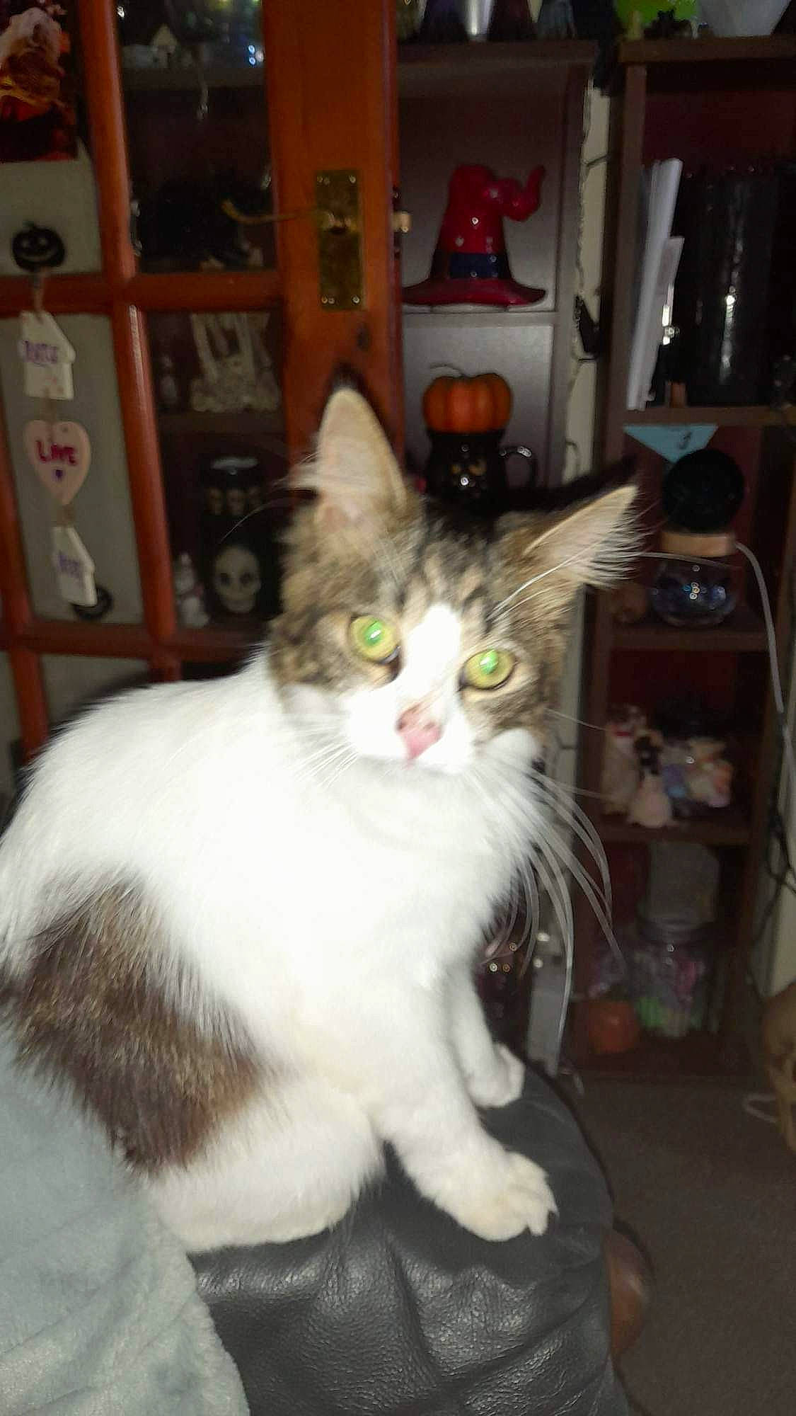 Skittles is registered to the contest to win money with this photo: box, carnivore, cat, domestic_short_haired_cat, felidae, fur, iris, paw, picture_frame, shelf, shelving, sitting, small_to_medium_sized_cats, tail, whiskers