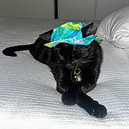 Cosmo joined the competition — help win amazing prizes! animal, bed, bedding, bedroom, bell, black_cat, cat, charms, collar, colorful, fashion, feline, hat, indoor, lying_down, pet, pillow, relaxed, sunhat, whiskers