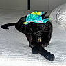 animal, bed, bedding, bedroom, bell, black_cat, cat, charms, collar, colorful, fashion, feline, hat, indoor, lying_down, pet, pillow, relaxed, sunhat, whiskers