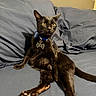 Cosmo is registered to the contest to win money with this photo: animal, bed, bedding, bedroom, bell, black_cat, black_fur, bow_tie, cat, collar, feline, funny_pose, golden_eyes, indoors, long_tail, pet, pillows, portrait, sitting, yellow_eyes
